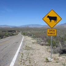 Car vs Cow Accidents in Texas