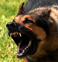 Dog Maul Injury Attorney