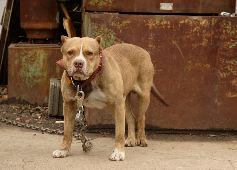 Bonham Texas Dog Bite Case Rejects Lillian’s Law Charge