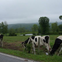 Car Accidents Involving Livestock